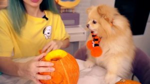 ПУШИСТИКИ устроили ТЫКВЕННЫЙ ЧЕЛЛЕНДЖ | Чья ТЫКВА ЛУЧШЕ? ТЫКВА Кисы против ТЫКВЫ Шпица и Ежа