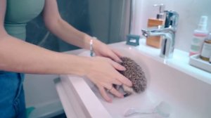 КУПАЮ Африканского Карликового Ёжика | ОДИН ДЕНЬ с Ёжиком Бруно