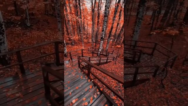 В подворотне осень с ветром танцевала...