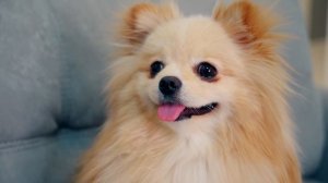 МАГИЧЕСКАЯ КОРОБКА ЖЕЛАНИЙ У НАС ДОМА | СКЕТЧ