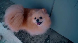 ХАГГИ ВАГГИ ВЕРНУЛСЯ И РАЗОЗЛИЛСЯ НА УЖАСНУЮ И ЗЛУЮ НЯНЮ | ПИТОМЦЫ ПРОТИВ ВРЕДНОЙ НЯНИ