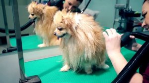 ПОСТРИГЛИ СОБАКУ в салоне Красоты | Груминг Шпица и Стрижка под мишку Бу или шарик?