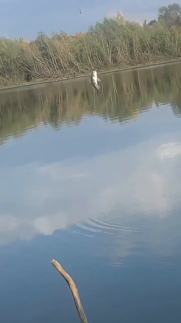 Злостный нарушитель в ловле малька для щуки! #fishing #рыбалканафидер смотреть онлайн