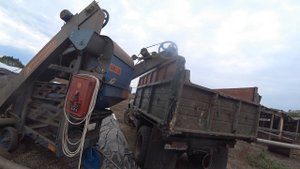 подрабатываем сорный подсолнечник петрович дискует