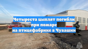 Четыреста цыплят погибли при пожаре на птицефабрике в Чувашии