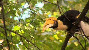 Большого индийского калао Шанти спасли! Птицу поймали и вернули в зоопарк