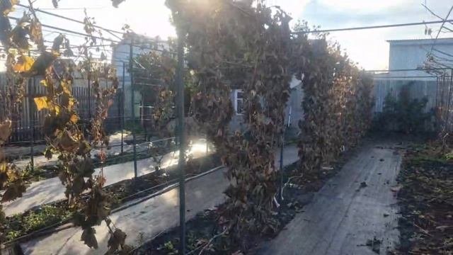 335. После заморозка на винограднике - Принудительный листопад.