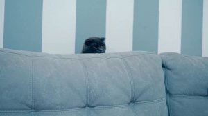 КУПАЮСЬ В ВАННОЙ С КОШКОЙ И СОБАКОЙ | УБИРАЕМСЯ ДОМА | ОДИН ДЕНЬ С НАМИ | ЧИСТЫЙ ДОМ 24 ЧАСА