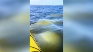 Если бы Это Не Сняли на Камеру , Никто бы не Поверил!