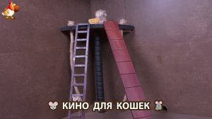 Видео для кошек про крысок развлекать питомцев 🐭🐀😂 (333)