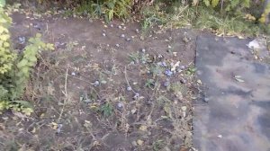 в этом году выросло много фруктов