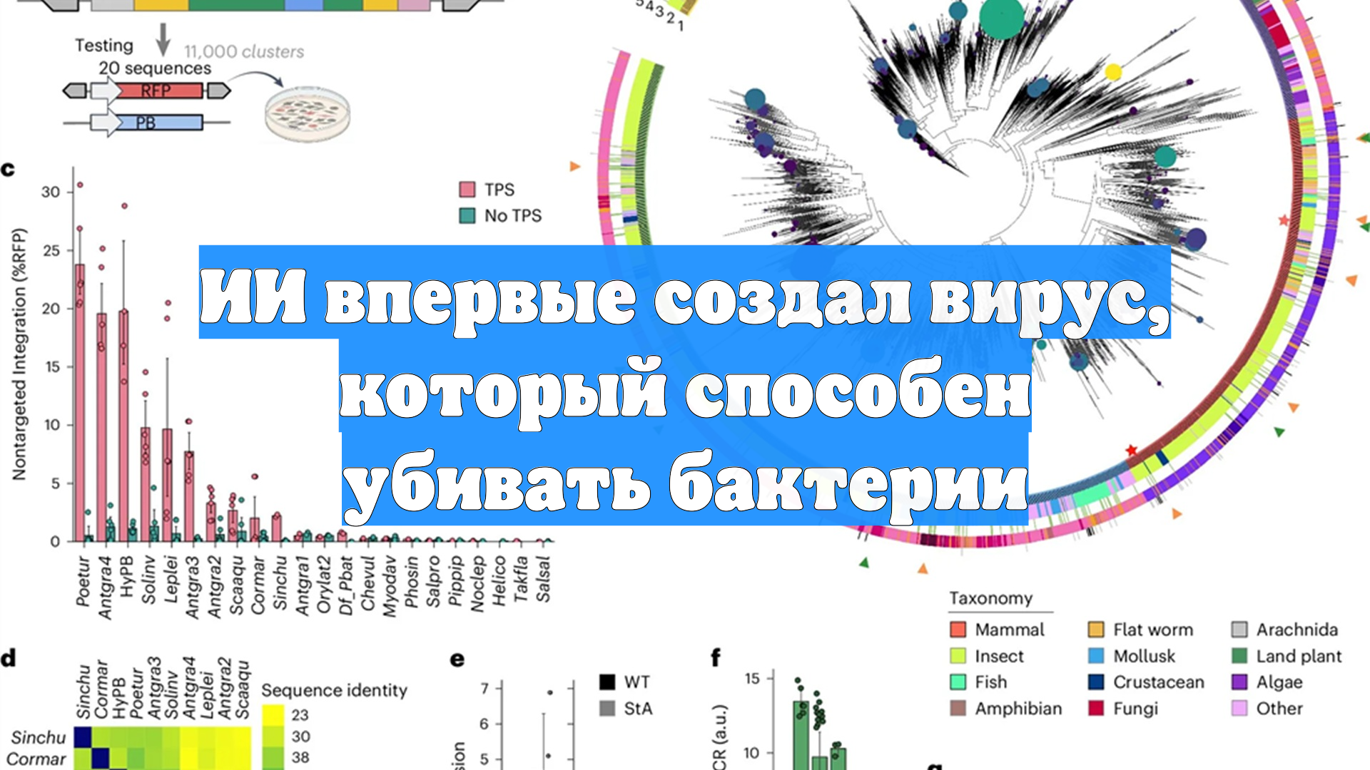 ИИ впервые создал вирус, который способен убивать бактерии
