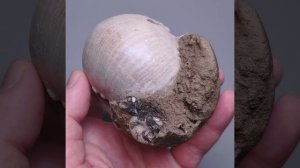 Cadoceras stupachenkoi