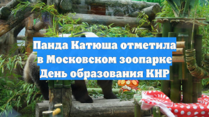 Панда Катюша отметила в Московском зоопарке День образования КНР