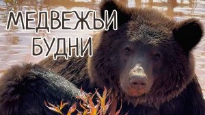 История одного медведя
