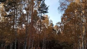 Екатеринбург - Основенский парк, октябрь 2025 г.