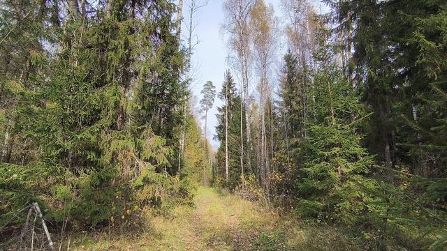 Осенний лес. ч.3. Октябрь 2025