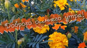 Доброе осеннее утро. Пожелания доброго утра