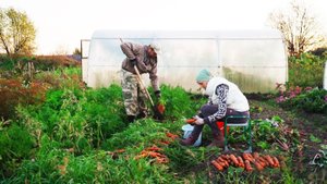 КРЕСТЬЯНСКОЕ ХОЗЯЙСТВО МОЛОДОЙ СЕМЬИ В ДЕРЕВНЕ _ НАШ УРОЖАЙ 2025 _ СЕМЬЯ ВОЮЕТ, А ОДИН ГОРЮЕТ