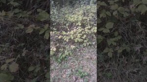 Природа просто