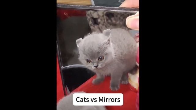 Коты смотрятся в зеркало