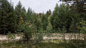 Осенняя природа . Музыка для расслабления . Релакс . Звуки природы .