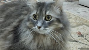КОТ