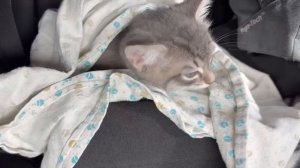 Милый котик Сёма.