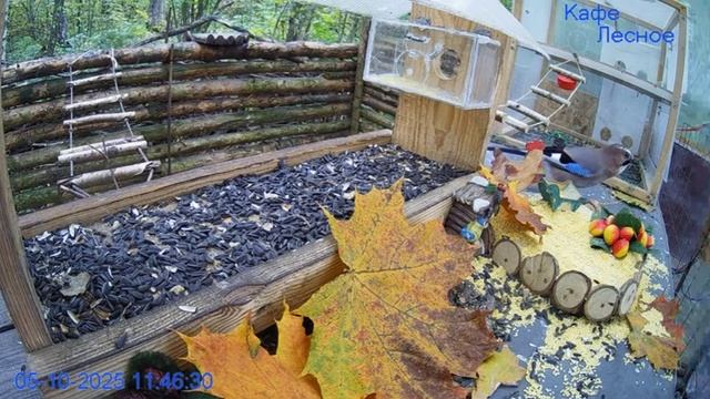 Сойка возмущена- листья ей мешают, то сойка прилетела