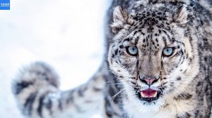 Снежный барс – гордый и одинокий хищник! Ирбис в деле!