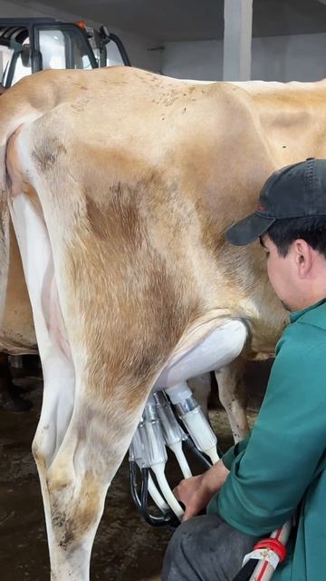 Процесс доения коровы аппаратом смотреть онлайн