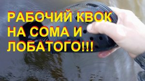 Европейский сом на квок и толстолоб на технопланктон!!!???