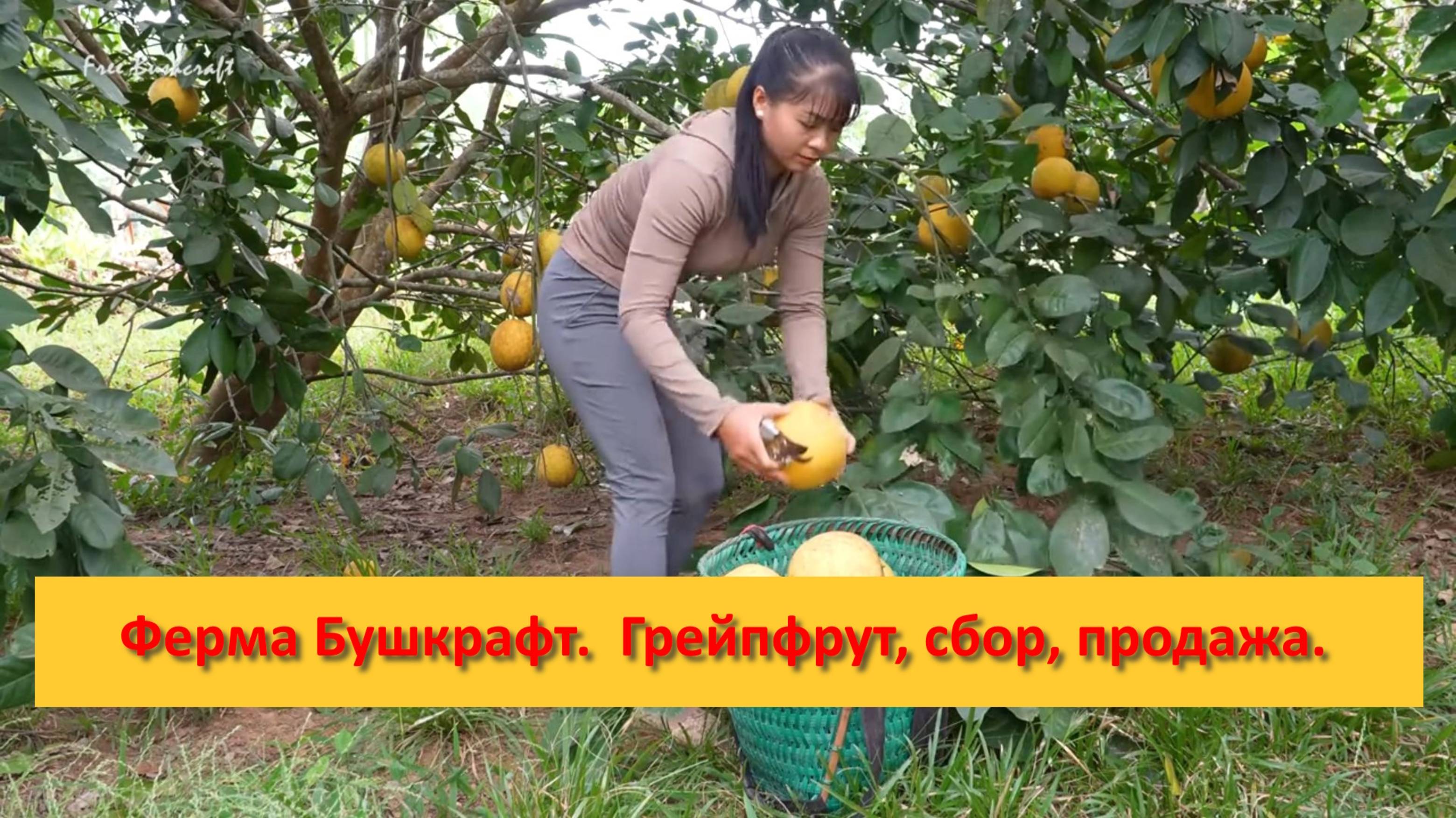 Ферма Бушкрафт в Пханге. Вьетнам.  Грейпфрут, сбор, продажа