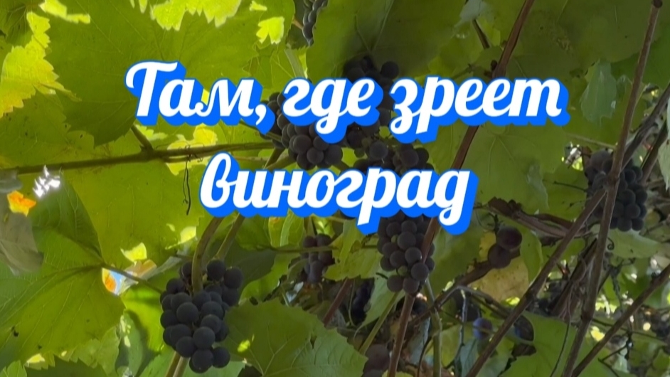 🍇Урожай в нашем саду 🍇