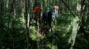 В лес за счастьем