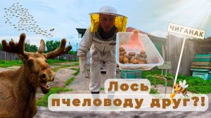 Новая пасека — новые матки: избавляюсь от злых среднерусских пчёл. ЧАСТЬ 1