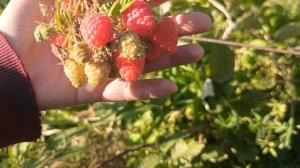 Малина Амаранта, Гусария. 04.10.25 г.