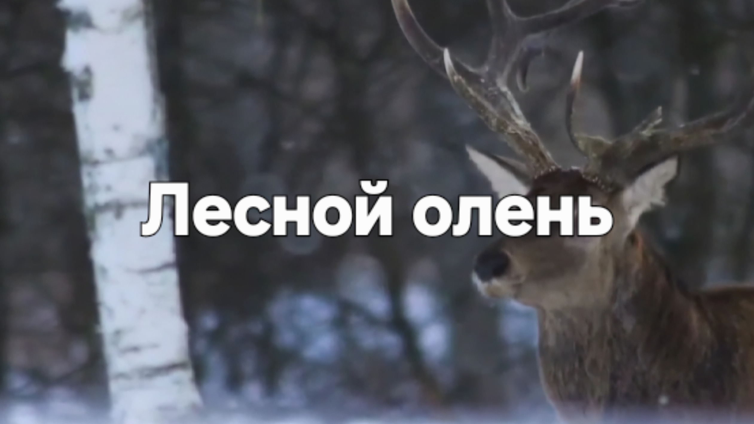 Лесной олень