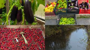 Собрали урожай и к реке за шиповником.