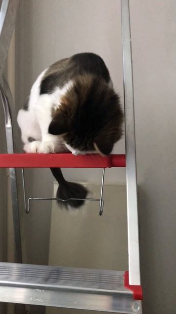 Новая игрушка Маси