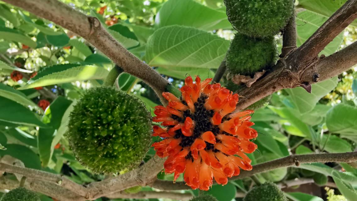 Бруссонетия бумажная