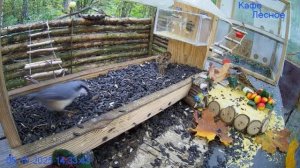 Осень наступила и птичек много прилетает кушать