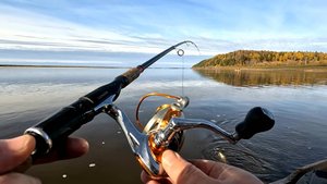 Низямское устье.Щука.4 октября 2025 г.