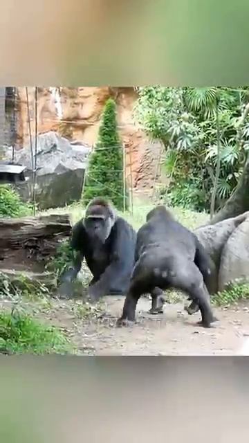 Обезьяны смотреть онлайн