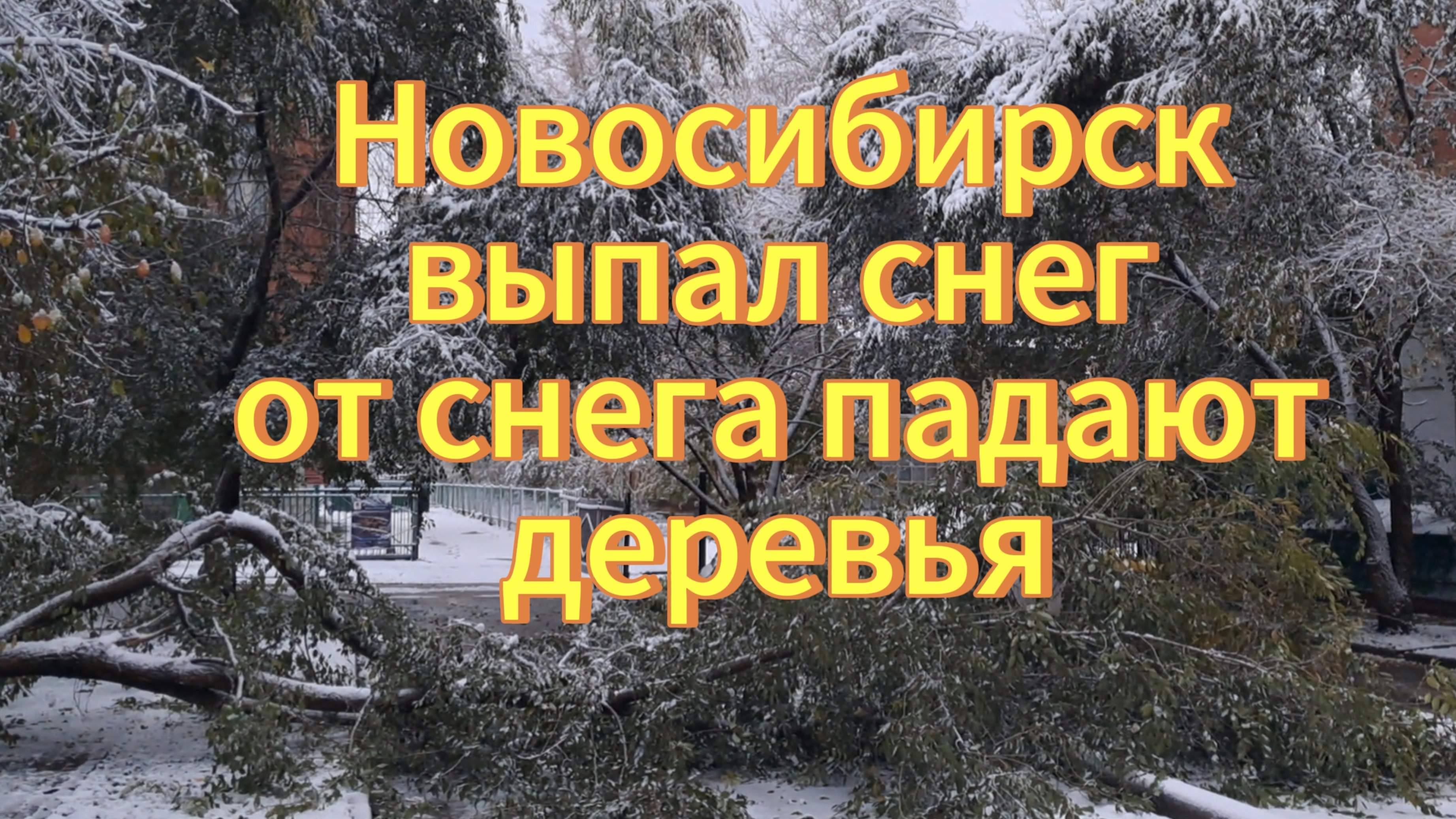 Новосибирск ночью завалило снегом. От снега падают деревья, ломаются ветки. 05.10.2025г.