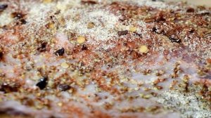 Мясо в микроволновке