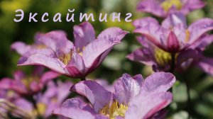 Клематис Эксайтинг