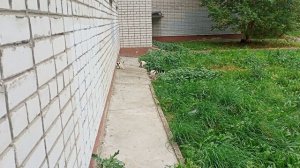 Уличные кошарики вышли покушать - 6 ^^