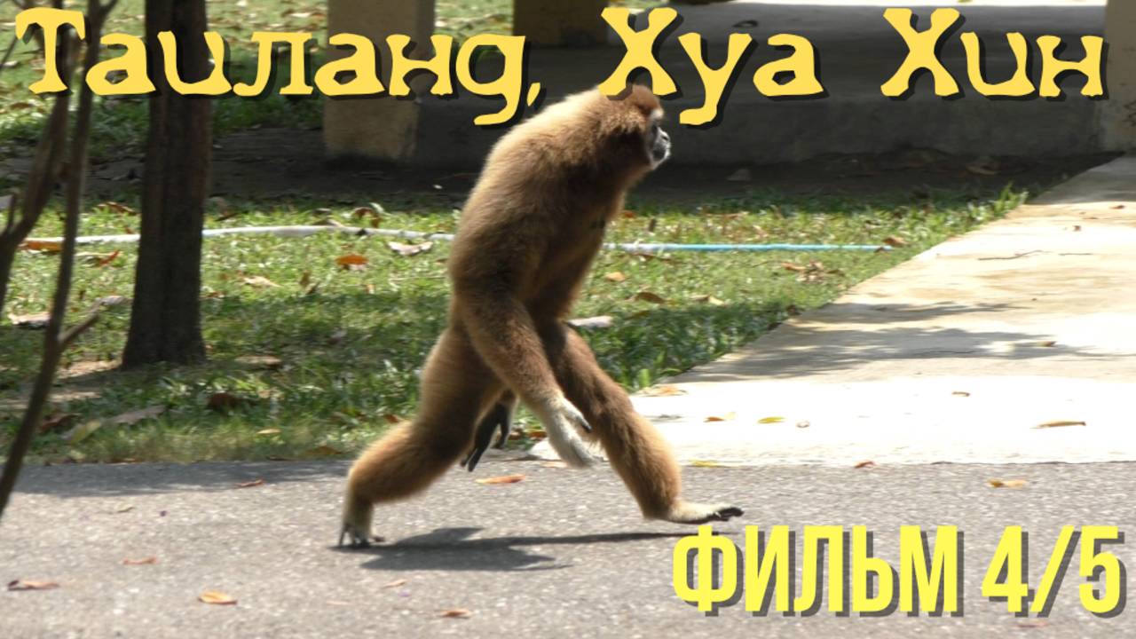 Таиланд Хуа Хин: Cha-am Forest Park и пляж Cha-am Beach