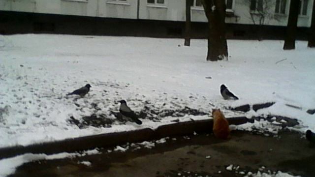 Вороны завидуют коту смотреть онлайн